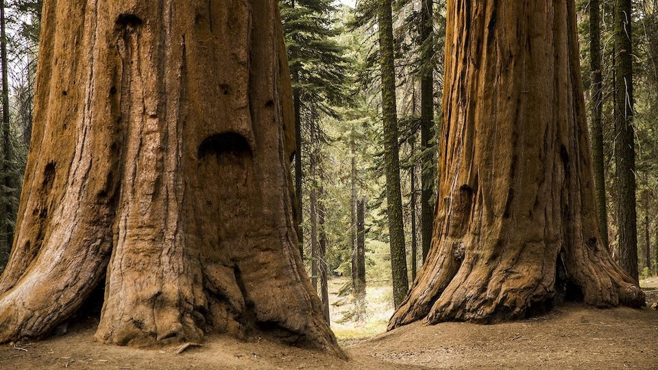 Photo d'une forêt avec de grands arbres, illustrant les grands arbres sur Thiaoouba