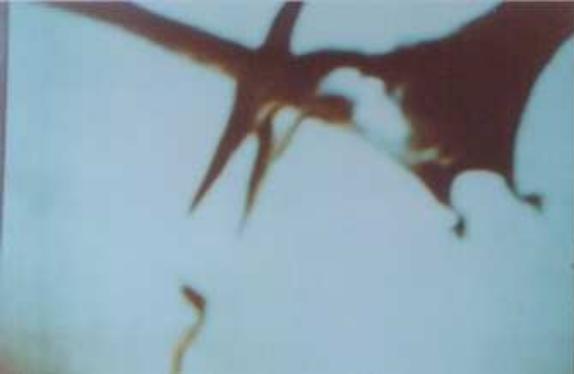Photo de Ptéranodon falsifiée, que Billy Meier avait prise originellement lors du "Grand Voyage" dans un passage dans le passé de la Terre.