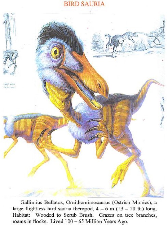 Genres de sauriens observés par Andreas (Martin Wiesengrün) dans les images projetées