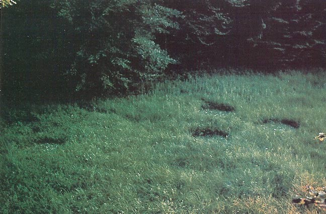Photo de Hans Schutzbach imémdiatement après le contact de Billy Meier le 28 juin 1976 (contact n°59) où les deux vaisseaux Pléiariens ont atterri. Vue d'ensemble.
