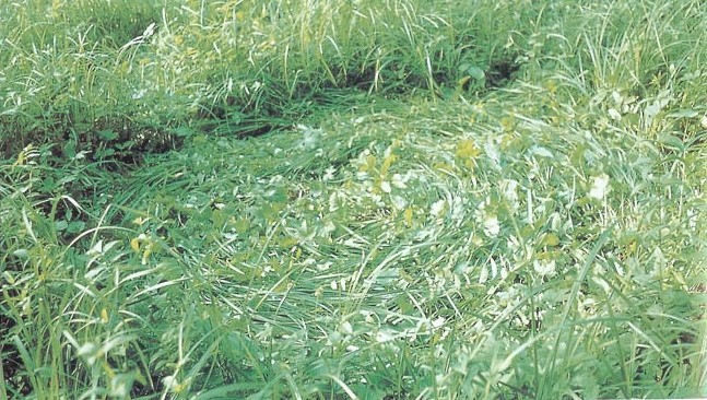 Photo de Hans Schutzbach imémdiatement après le contact de Billy Meier le 28 juin 1976 (contact n°59) où les deux vaisseaux Pléiariens ont atterri. Vue rapprochée.