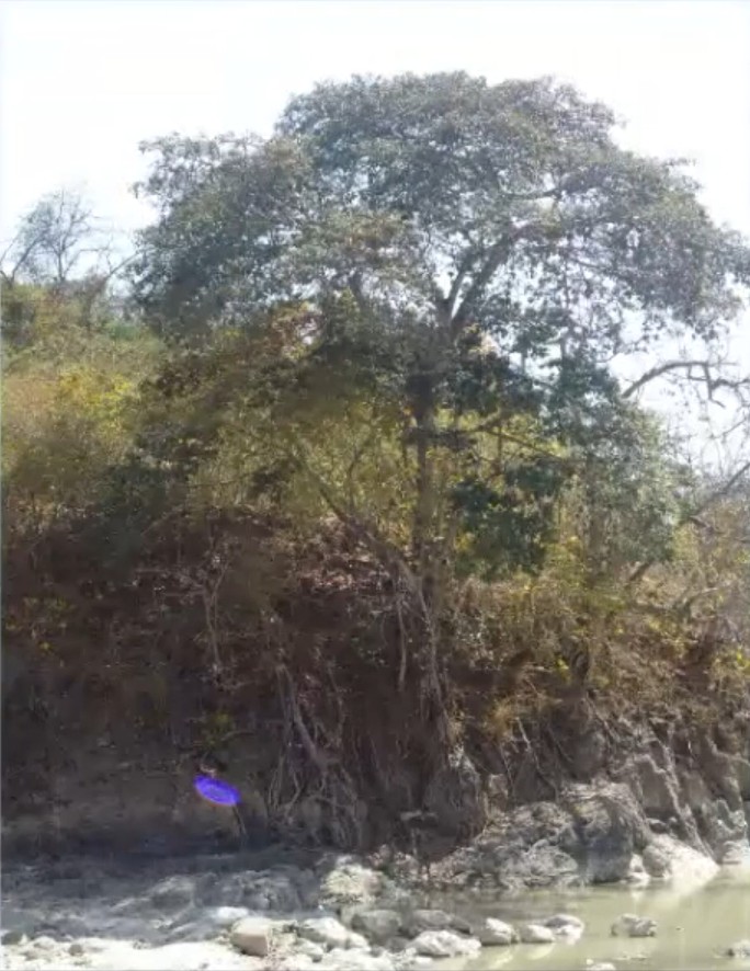 Photo prise par José Yaguana de cet arbre près du fleuve Puyango par la suite, allant pour observer de près ce qu'il avait vu sur la photo précédente. Un objet lumineux violet est très bien visible en bas à gauche, mais aucun disque n'est plus visible.