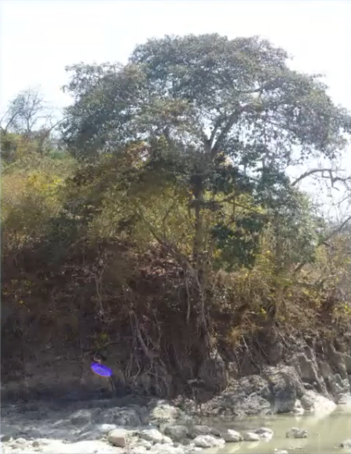 Photo prise par José Yaguana de cet arbre près du fleuve Puyango par la suite, allant pour observer de près ce qu'il avait vu sur la photo précédente. Un objet lumineux violet est très bien visible en bas à gauche, mais aucun disque n'est plus visible.