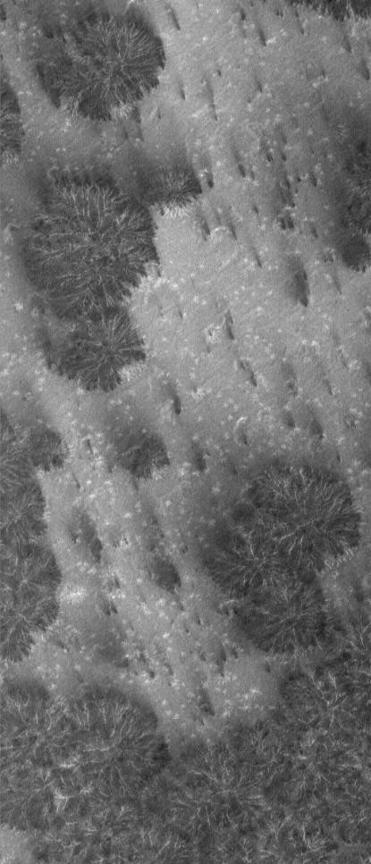 Photo de Mars - Interprétation : ensemble d’arbres de type « banyan » sur Mars. Cela est considéré par les scientifiques comme des structures cristallines ramifiées qui se sont développées en surface de cette zone.
